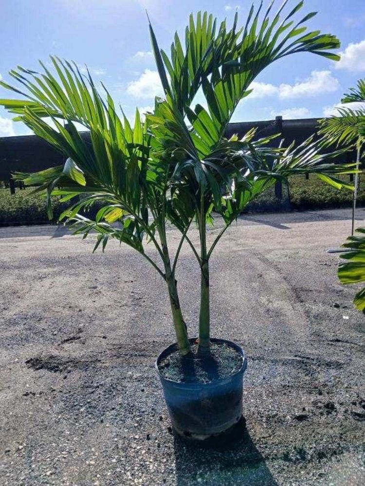 veitchia-merrillii-christmas-palm-adonidia-merrillii
