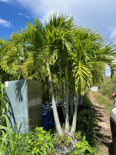 veitchia-merrillii-christmas-palm-adonidia-merrillii