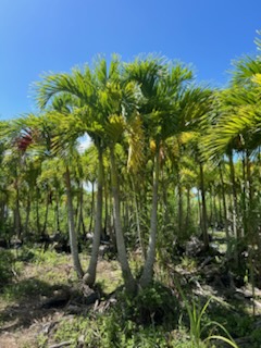 veitchia-merrillii-christmas-palm-adonidia-merrillii