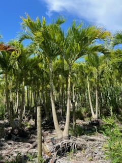 veitchia-merrillii-christmas-palm-adonidia-merrillii