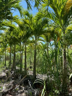 veitchia-merrillii-christmas-palm-adonidia-merrillii