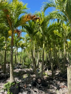 veitchia-merrillii-christmas-palm-adonidia-merrillii