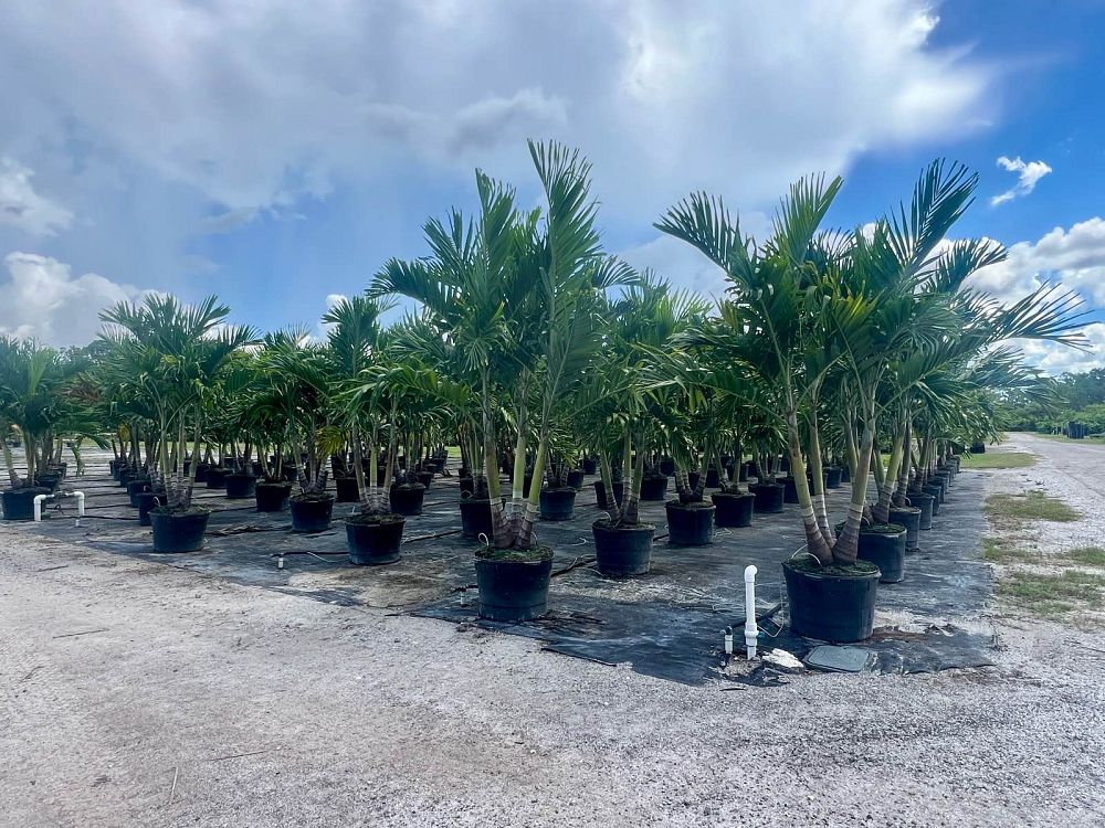 veitchia-merrillii-christmas-palm-adonidia-merrillii