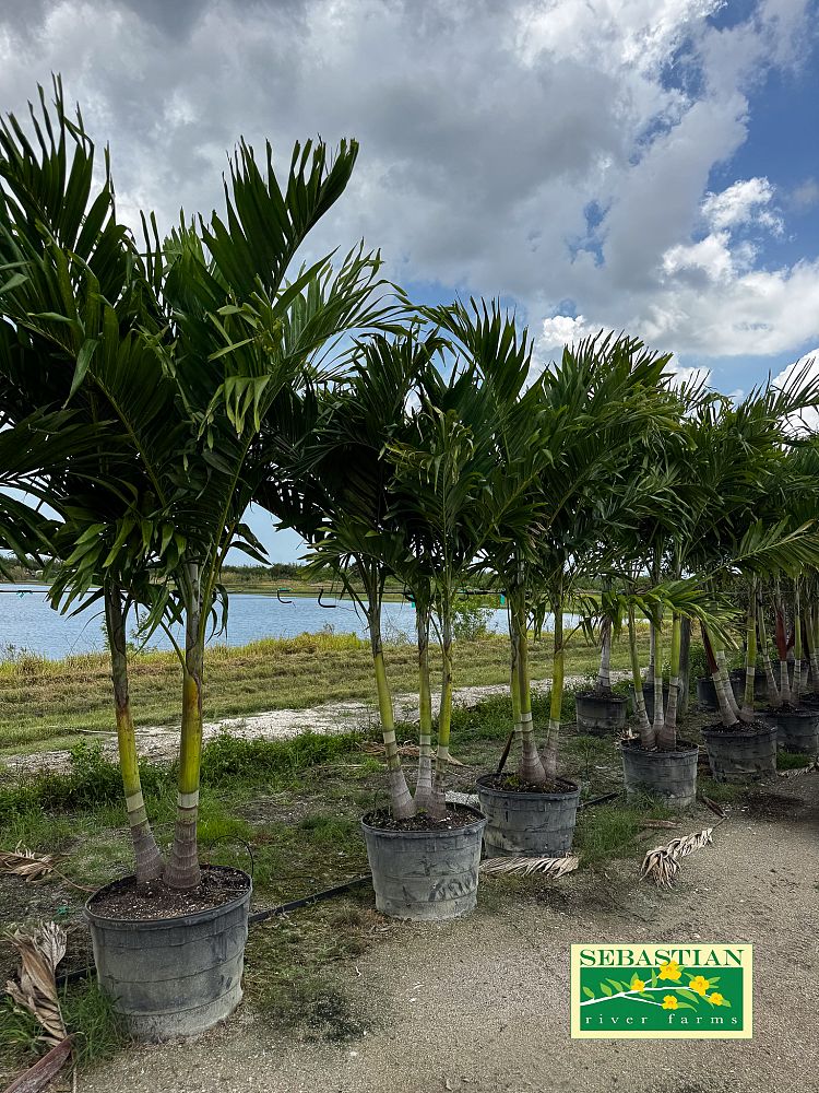 veitchia-merrillii-christmas-palm-adonidia-merrillii