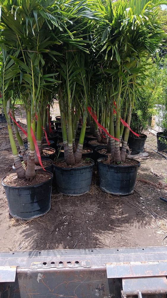 veitchia-merrillii-christmas-palm-adonidia-merrillii