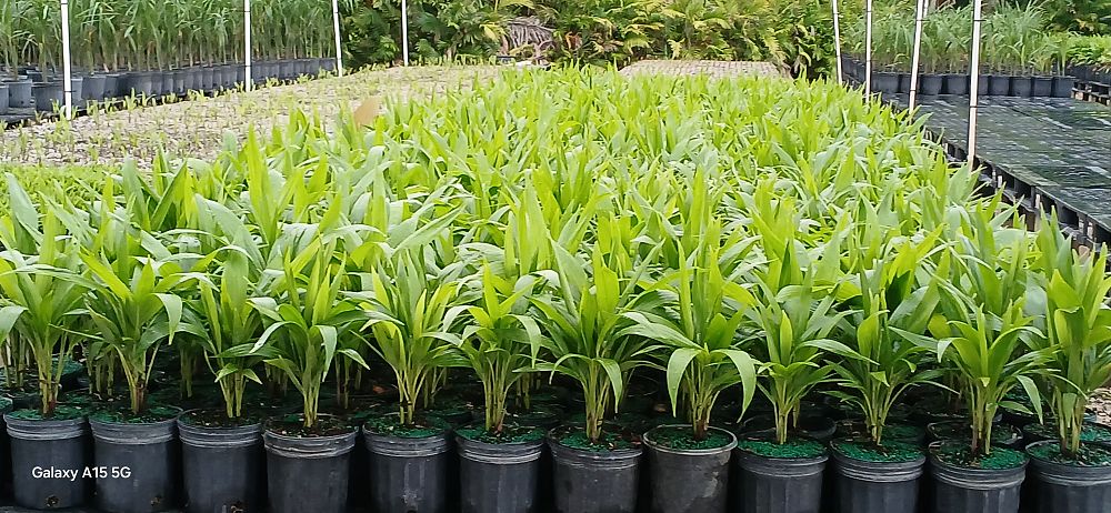 veitchia-merrillii-christmas-palm-adonidia-merrillii