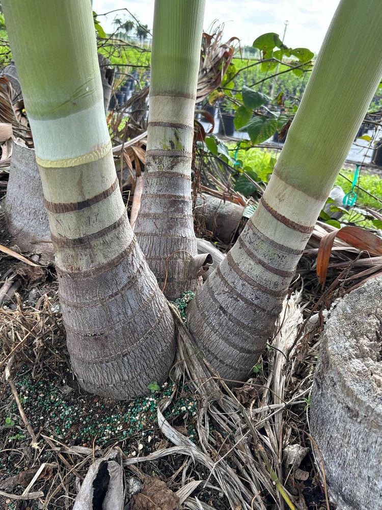 veitchia-merrillii-christmas-palm-adonidia-merrillii
