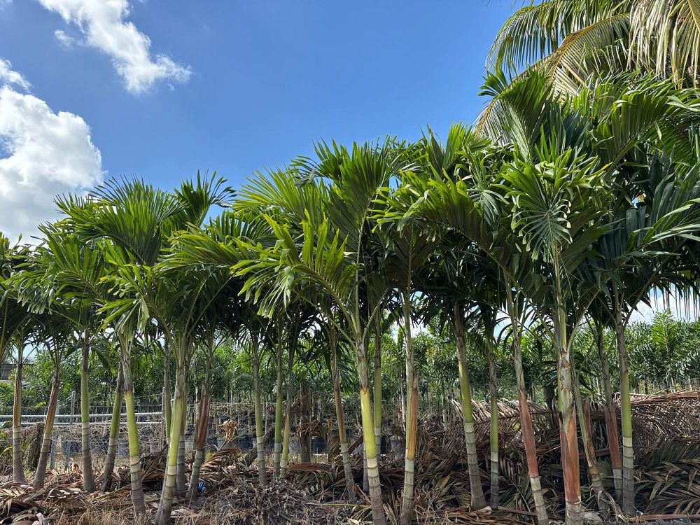veitchia-merrillii-christmas-palm-adonidia-merrillii