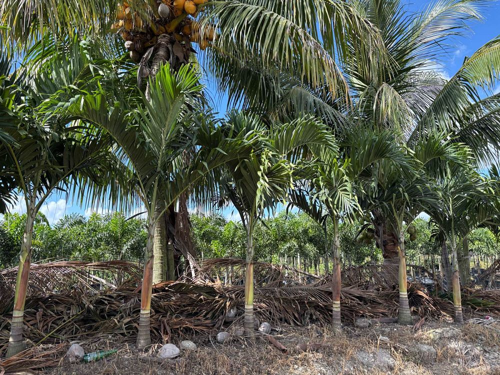 veitchia-merrillii-christmas-palm-adonidia-merrillii