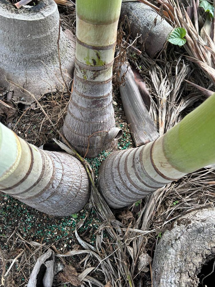 veitchia-merrillii-christmas-palm-adonidia-merrillii