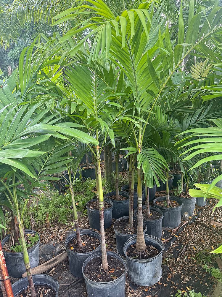 veitchia-merrillii-christmas-palm-adonidia-merrillii