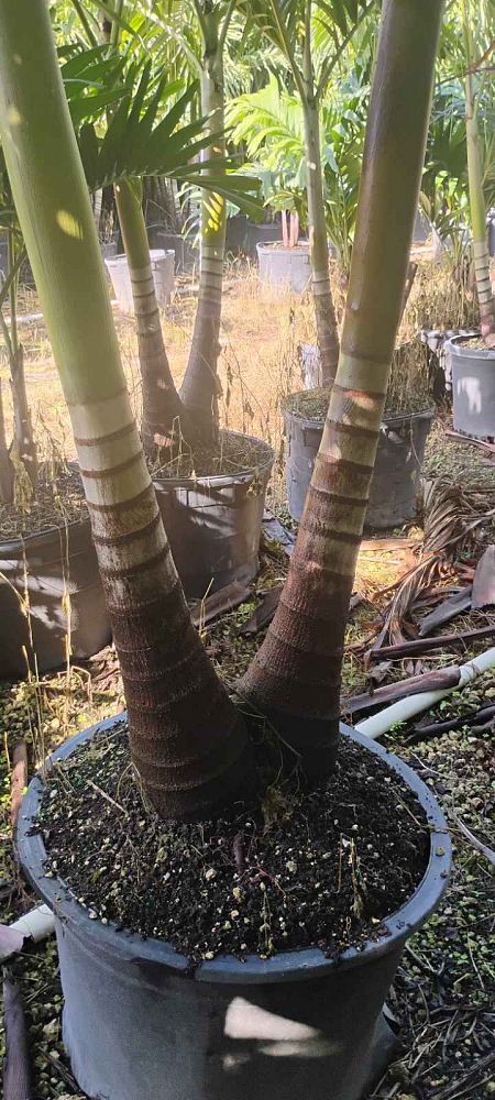 veitchia-merrillii-christmas-palm-adonidia-merrillii