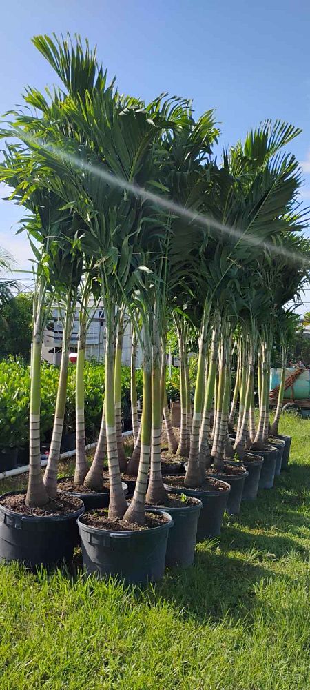 veitchia-merrillii-christmas-palm-adonidia-merrillii