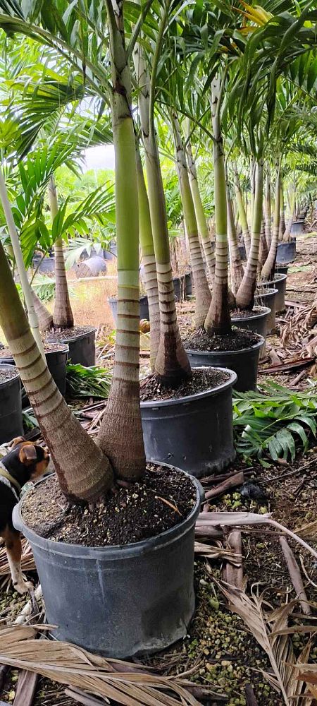 veitchia-merrillii-christmas-palm-adonidia-merrillii