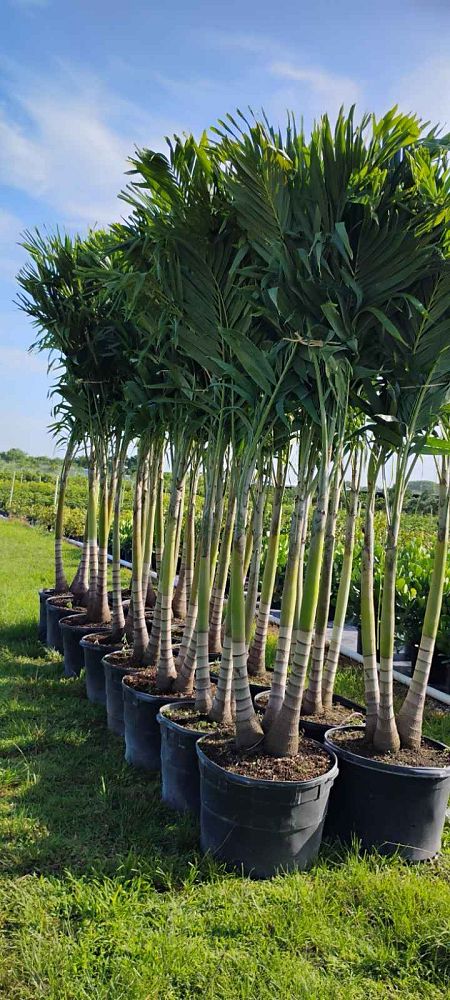veitchia-merrillii-christmas-palm-adonidia-merrillii