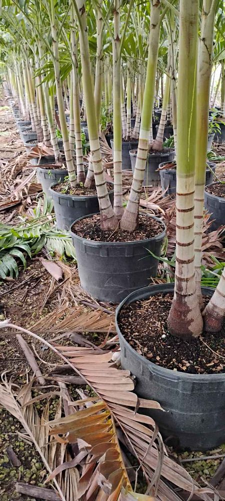 veitchia-merrillii-christmas-palm-adonidia-merrillii