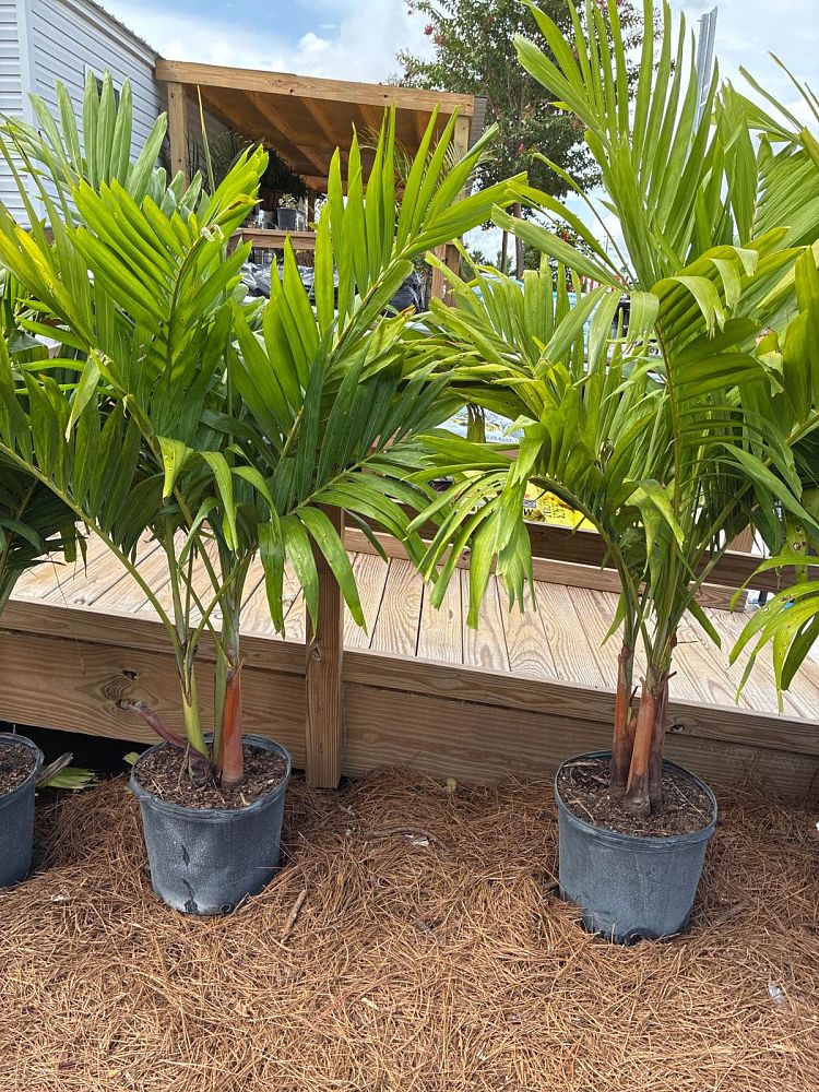 veitchia-merrillii-christmas-palm-adonidia-merrillii