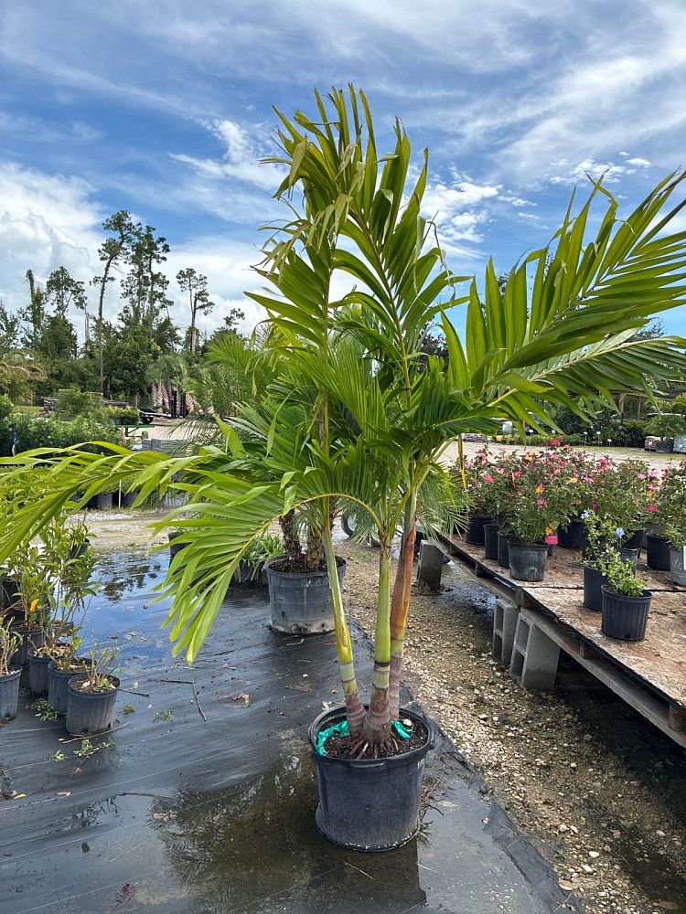 veitchia-merrillii-christmas-palm-adonidia-merrillii