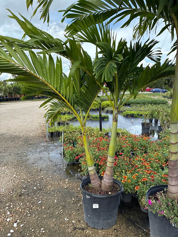 veitchia-merrillii-christmas-palm-adonidia-merrillii