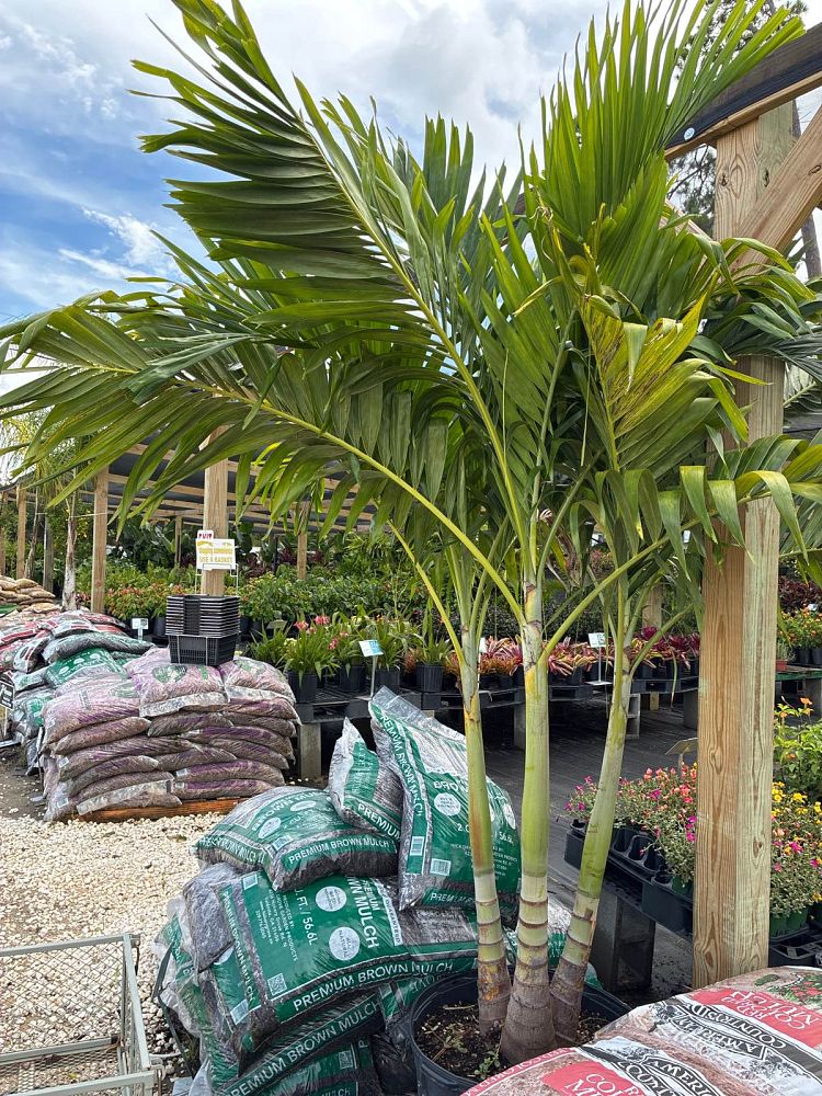 veitchia-merrillii-christmas-palm-adonidia-merrillii