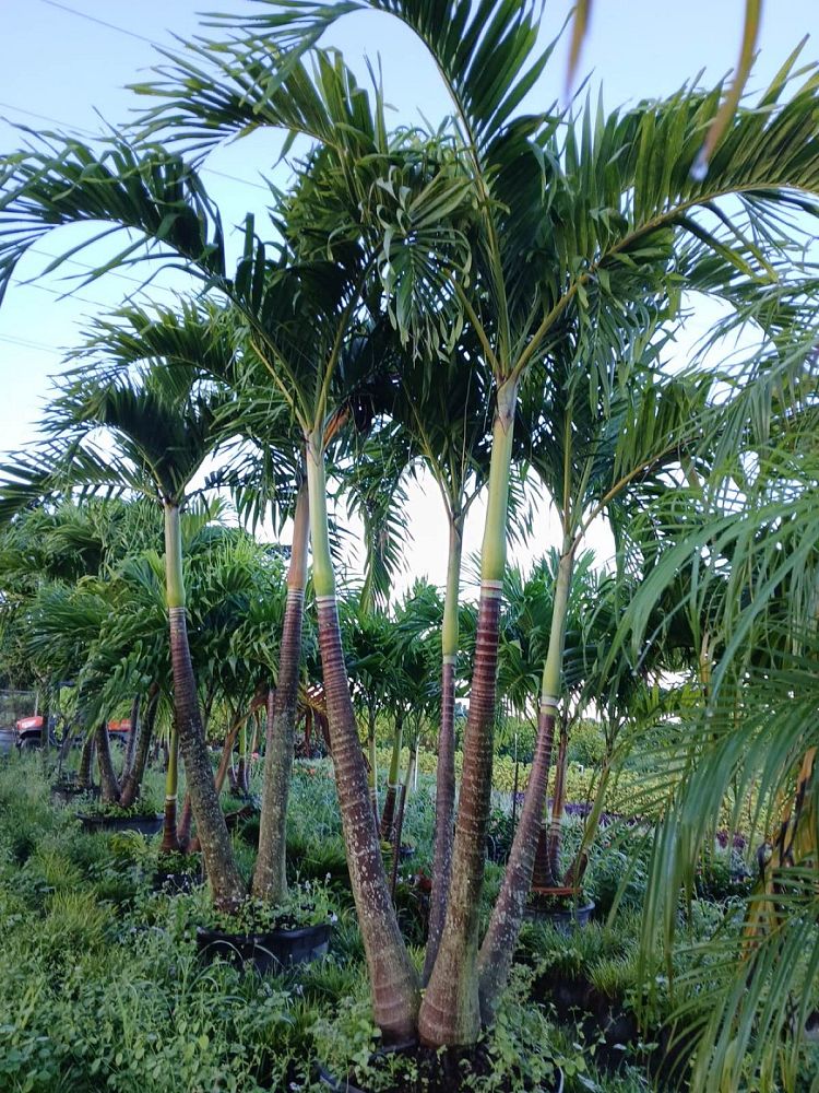 veitchia-merrillii-christmas-palm-adonidia-merrillii