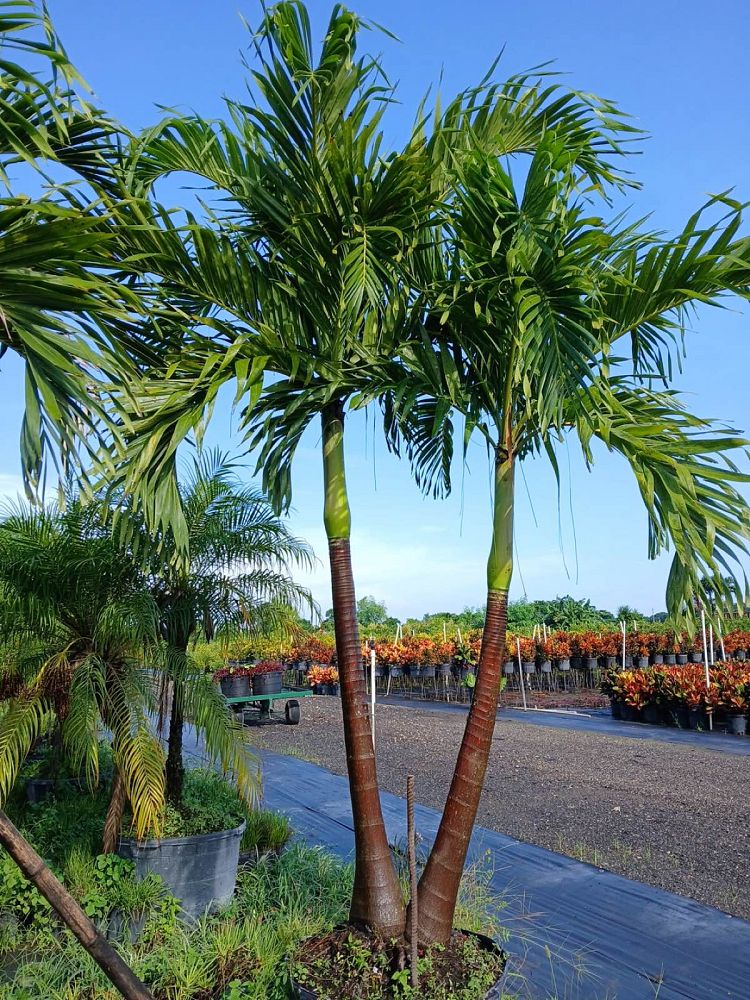 veitchia-merrillii-christmas-palm-adonidia-merrillii