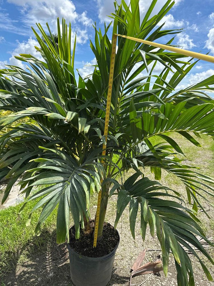 veitchia-merrillii-christmas-palm-adonidia-merrillii