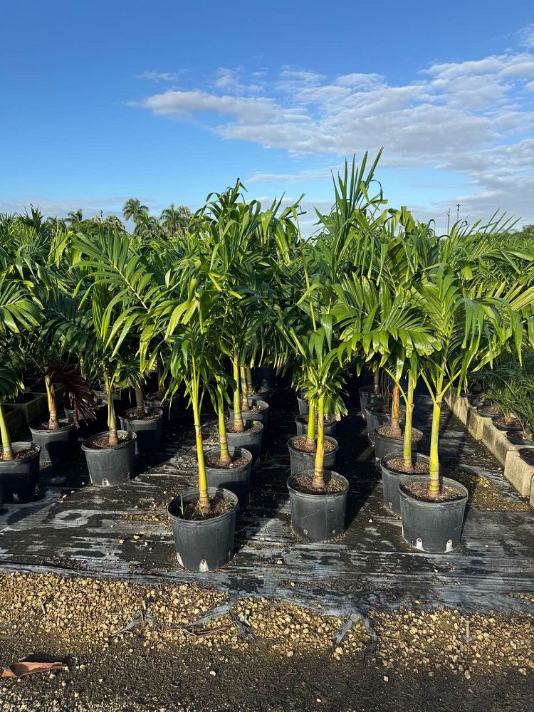 veitchia-merrillii-christmas-palm-adonidia-merrillii