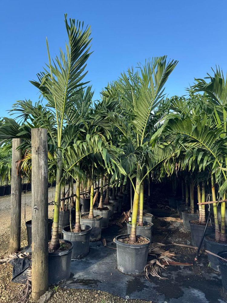 veitchia-merrillii-christmas-palm-adonidia-merrillii