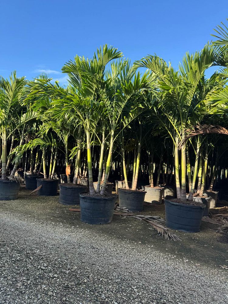 veitchia-merrillii-christmas-palm-adonidia-merrillii