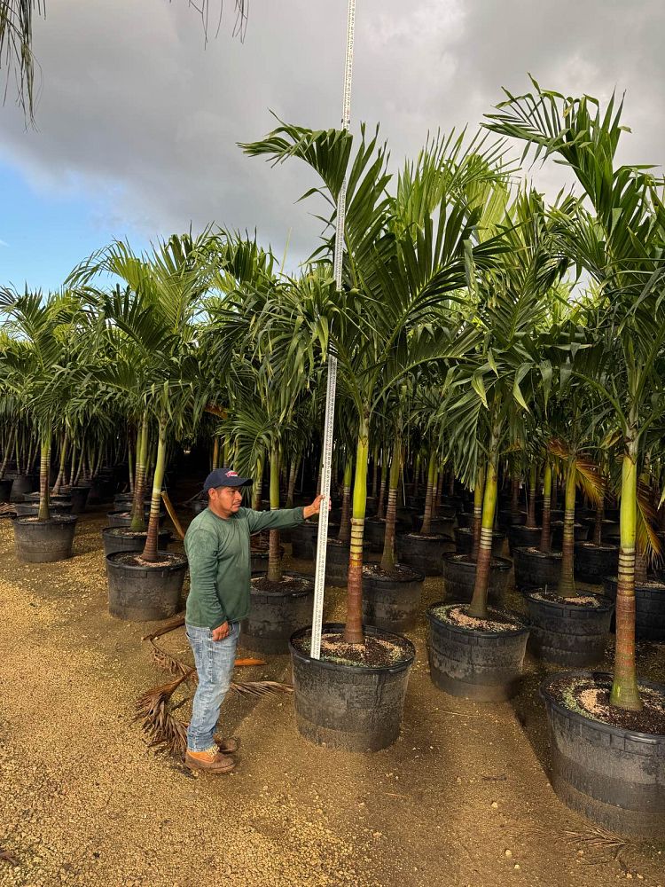 veitchia-merrillii-christmas-palm-adonidia-merrillii