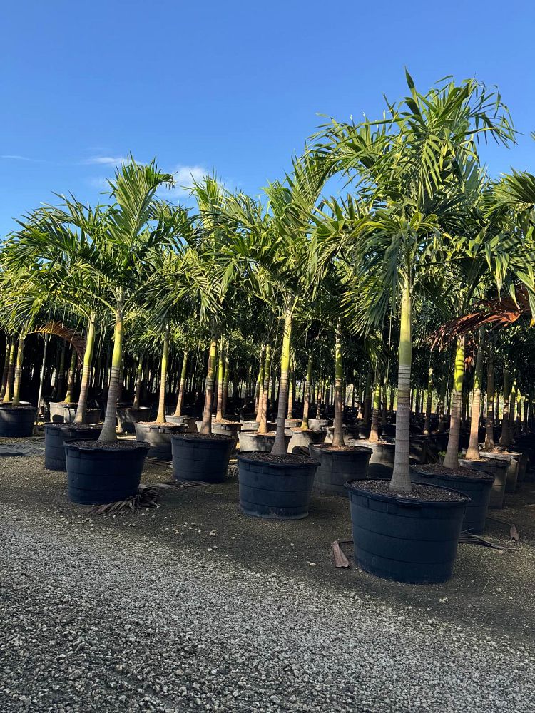 veitchia-merrillii-christmas-palm-adonidia-merrillii