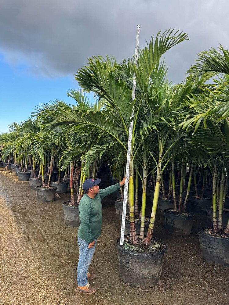 veitchia-merrillii-christmas-palm-adonidia-merrillii