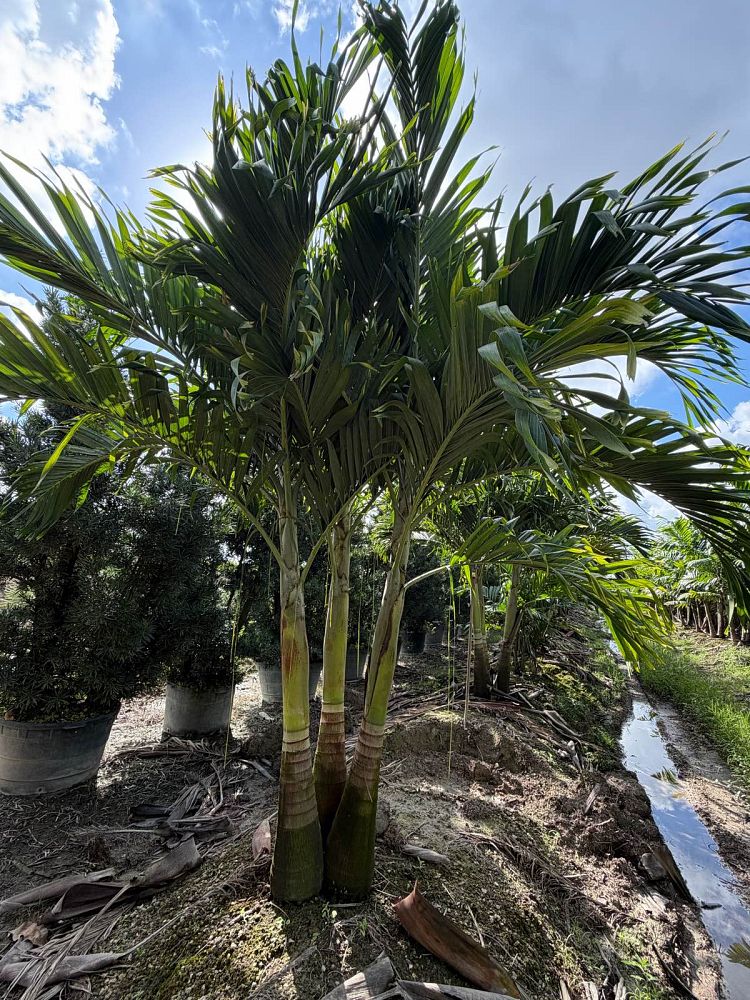 veitchia-merrillii-christmas-palm-adonidia-merrillii