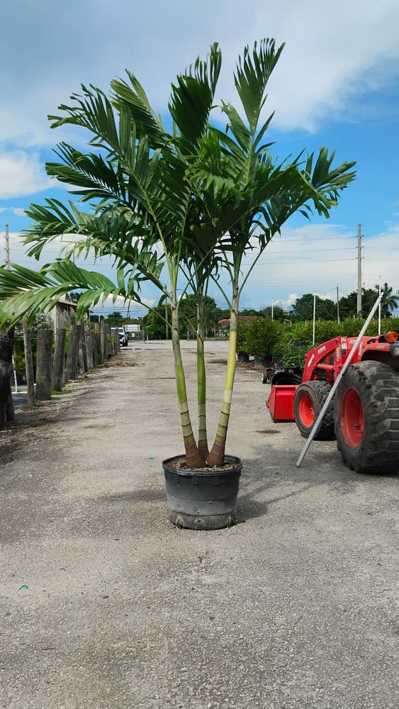veitchia-merrillii-christmas-palm-adonidia-merrillii
