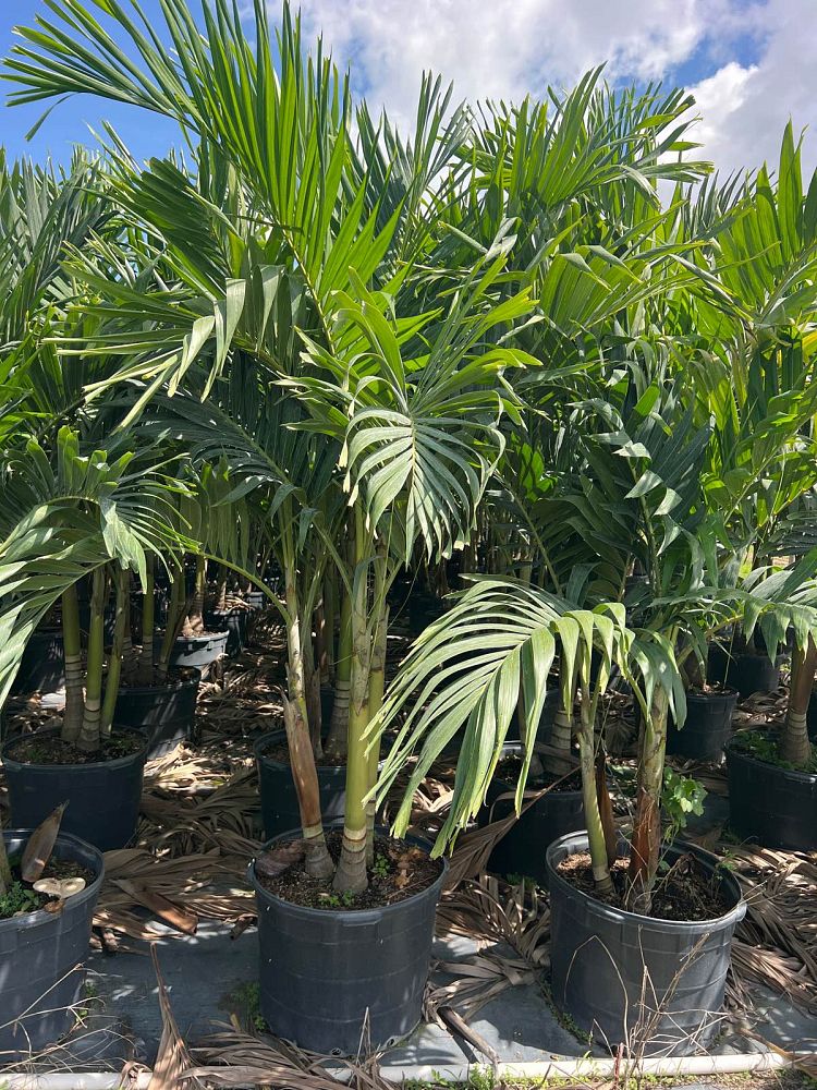 veitchia-merrillii-christmas-palm-adonidia-merrillii