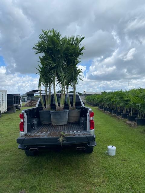 veitchia-merrillii-christmas-palm-adonidia-merrillii