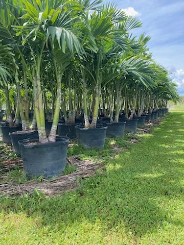 veitchia-merrillii-christmas-palm-adonidia-merrillii