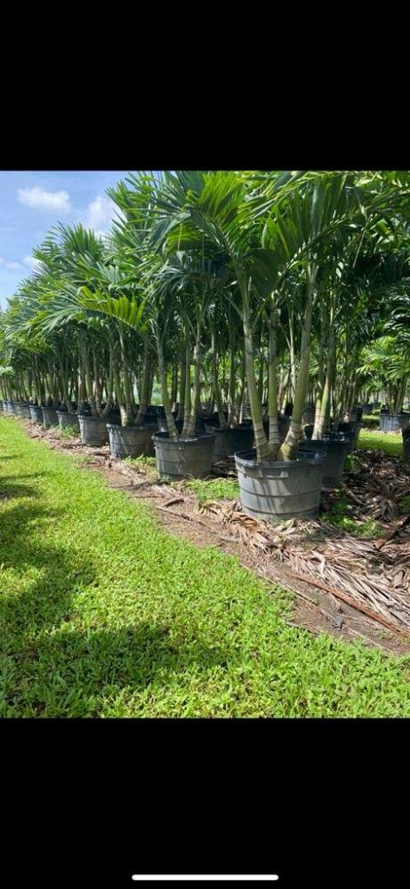 veitchia-merrillii-christmas-palm-adonidia-merrillii
