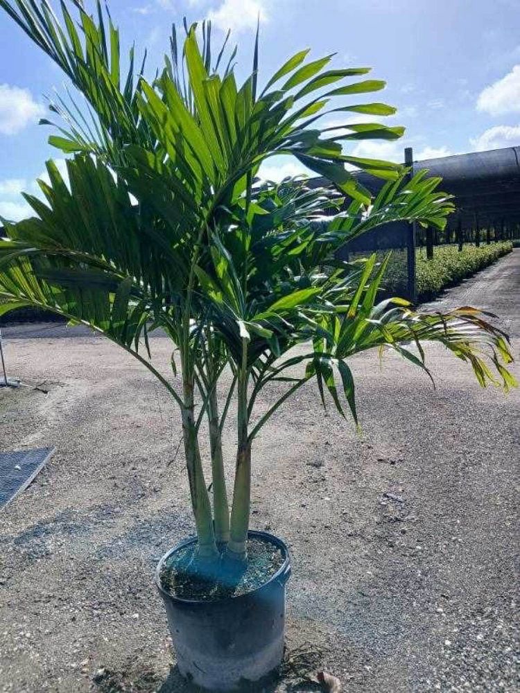 veitchia-merrillii-christmas-palm-adonidia-merrillii