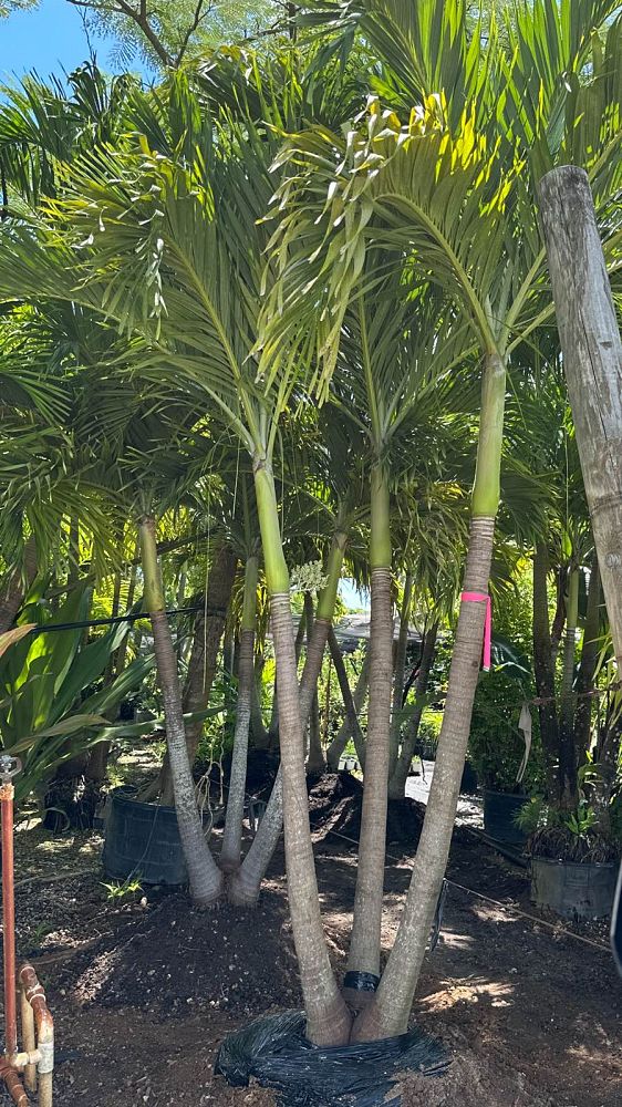 veitchia-merrillii-christmas-palm-adonidia-merrillii