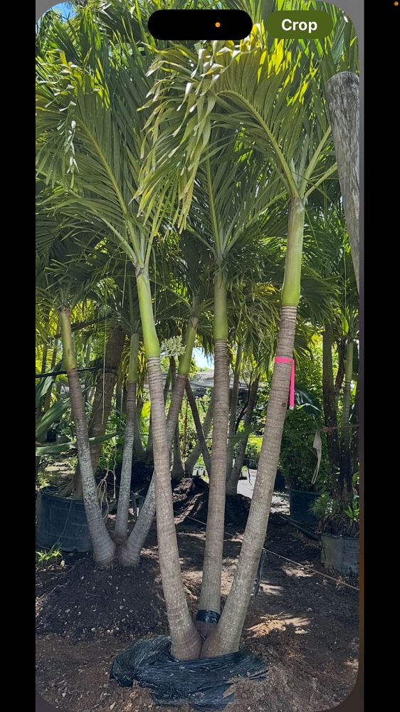 veitchia-merrillii-christmas-palm-adonidia-merrillii