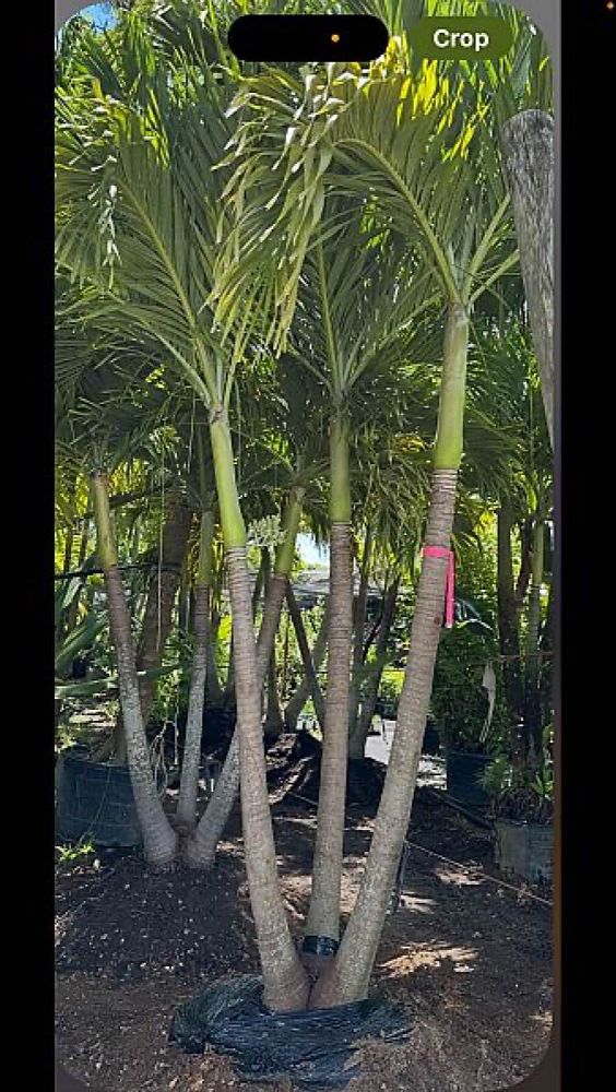 veitchia-merrillii-christmas-palm-adonidia-merrillii