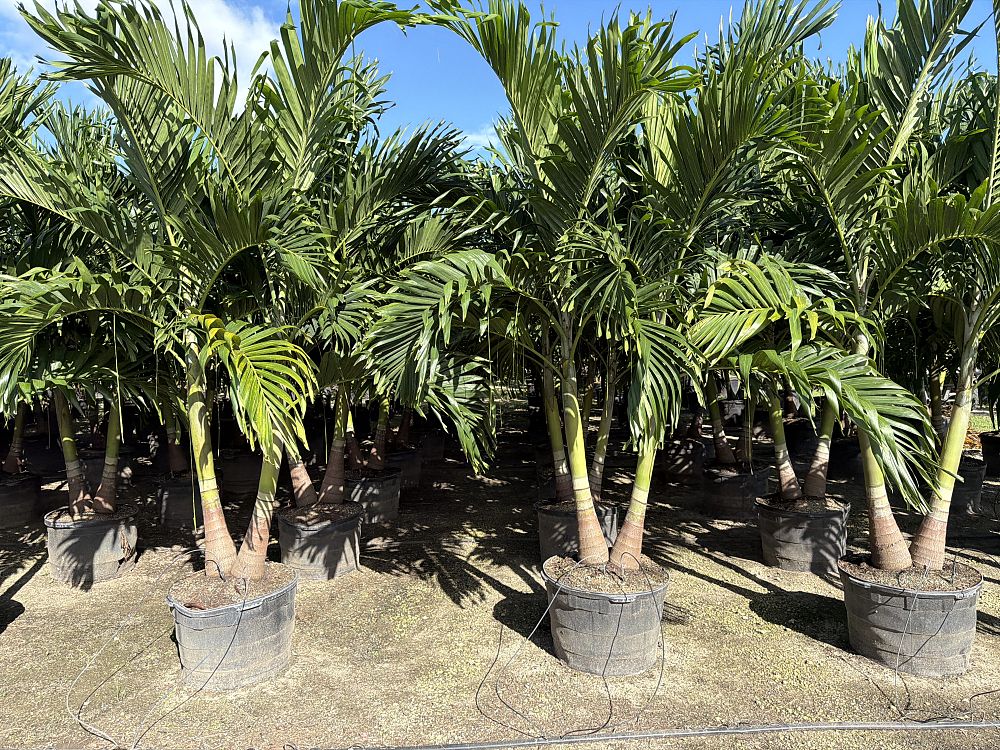veitchia-merrillii-christmas-palm-adonidia-merrillii