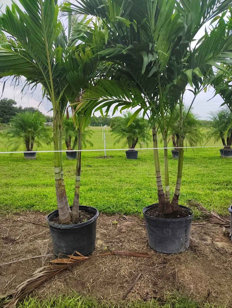 veitchia-merrillii-christmas-palm-adonidia-merrillii