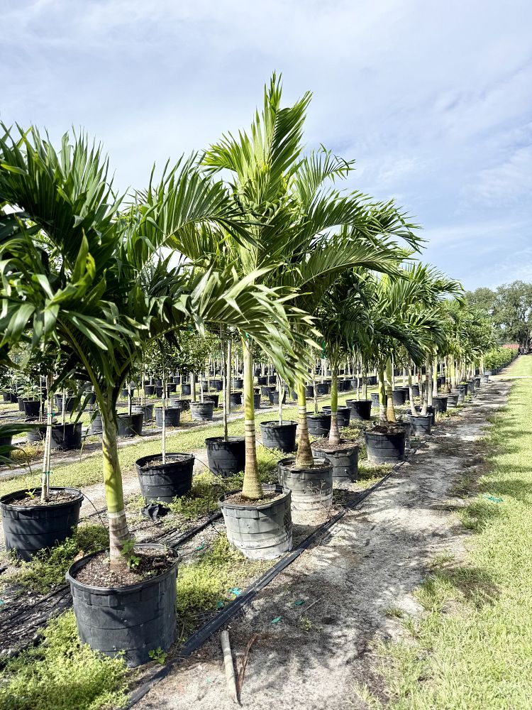 veitchia-merrillii-christmas-palm-adonidia-merrillii