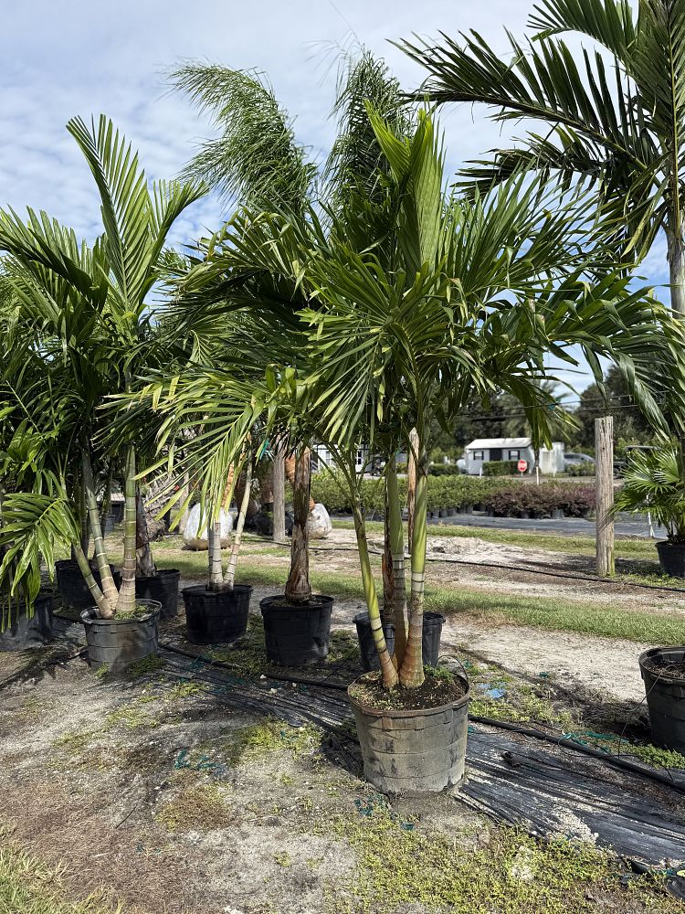 veitchia-merrillii-christmas-palm-adonidia-merrillii