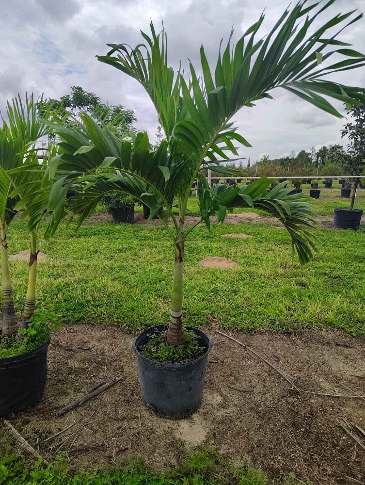 veitchia-merrillii-christmas-palm-adonidia-merrillii