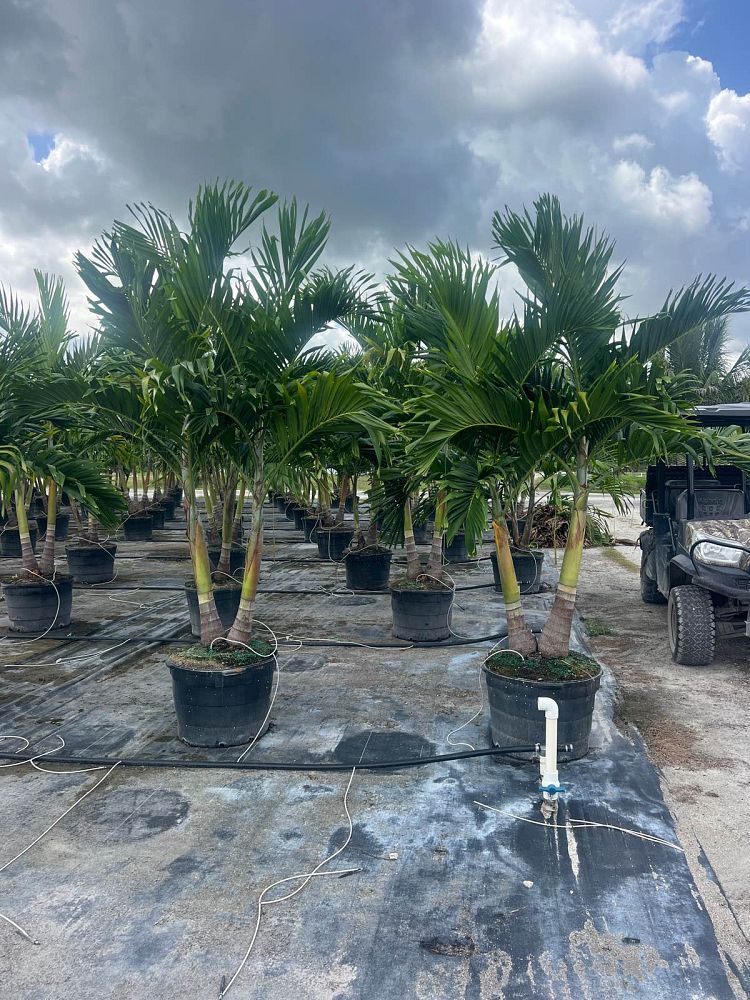veitchia-merrillii-christmas-palm-adonidia-merrillii