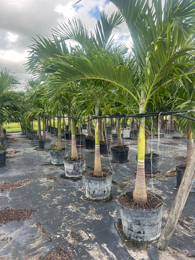 veitchia-merrillii-christmas-palm-adonidia-merrillii